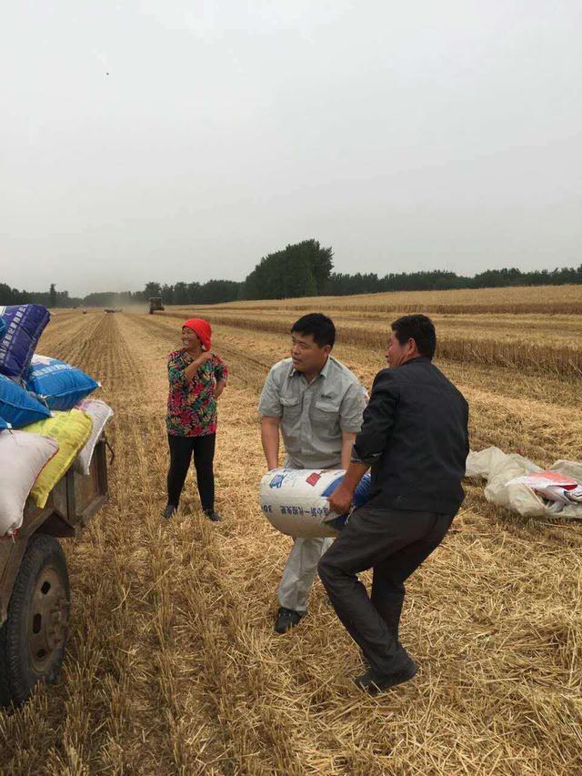 帮助村民抢收小麦抽检粮食质量抓早动快,仓容物资准备到位.
